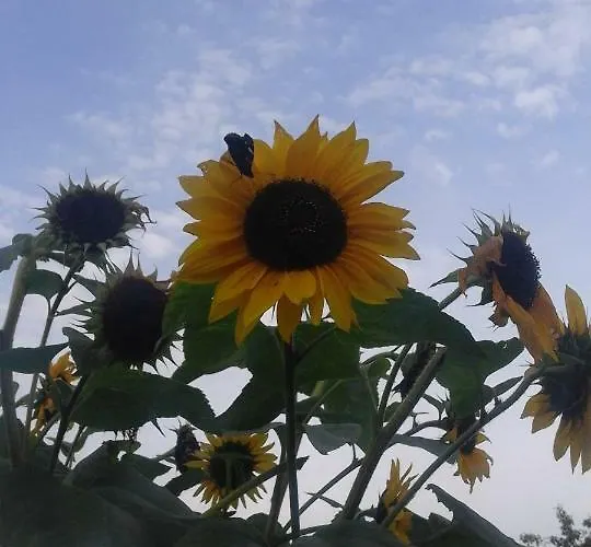 Gospodarstwo wiejskie Sielana Kostrzyca